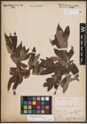 Foto von Salix dasyclados Wimm. x Salix purpurea L.